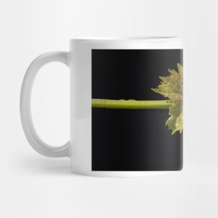 Vine Leaf on black background by Avril Thomas Mug